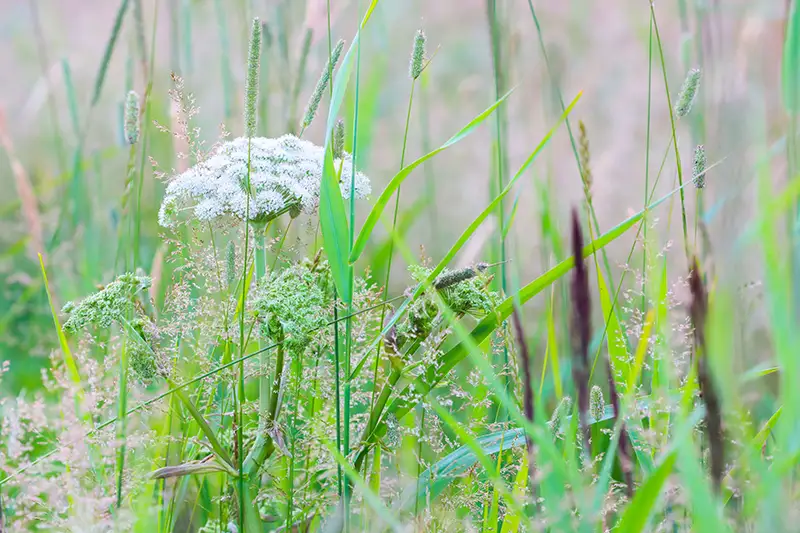 Blomster på en græsmark